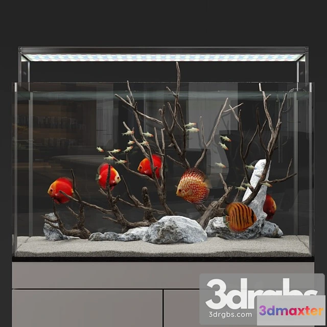 1021206 - Aquarium discus fish