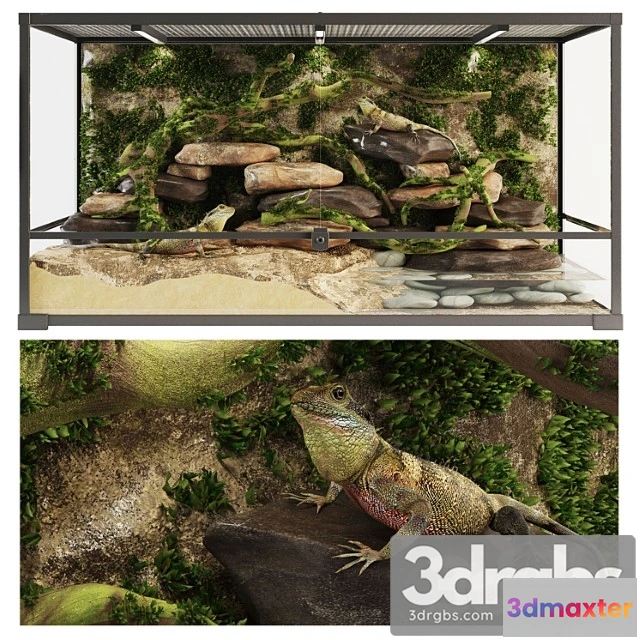1022102 - Terrarium agama