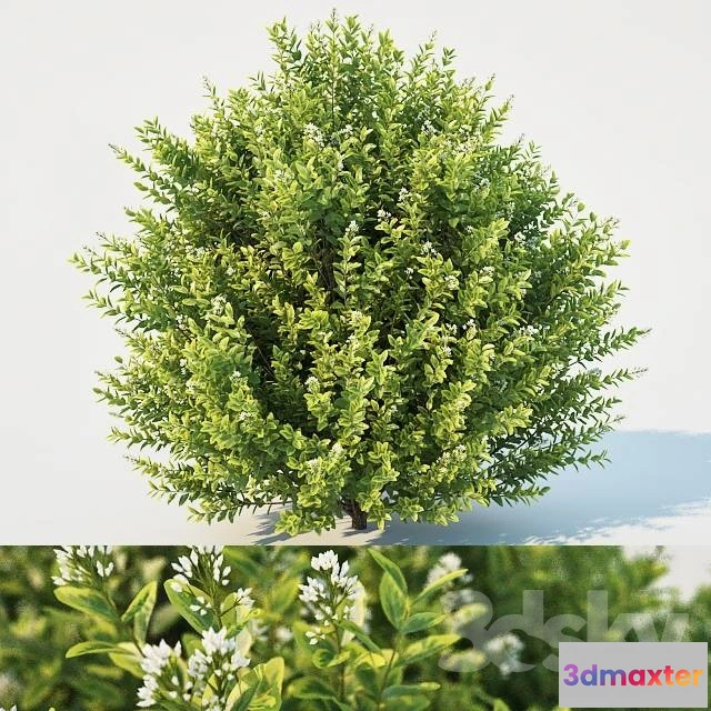 1069876 - 3DMAX PRO MODELS - 1592