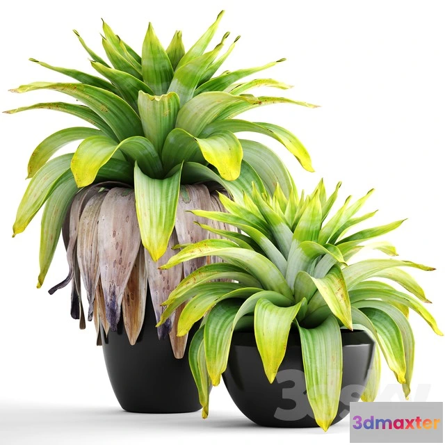 1069970 - 3DMAX PRO MODELS - 1639