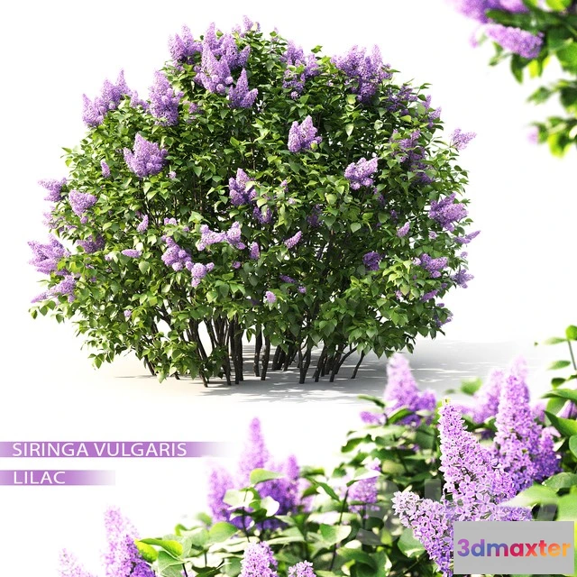 1070184 - 3DMAX PRO MODELS - 1746