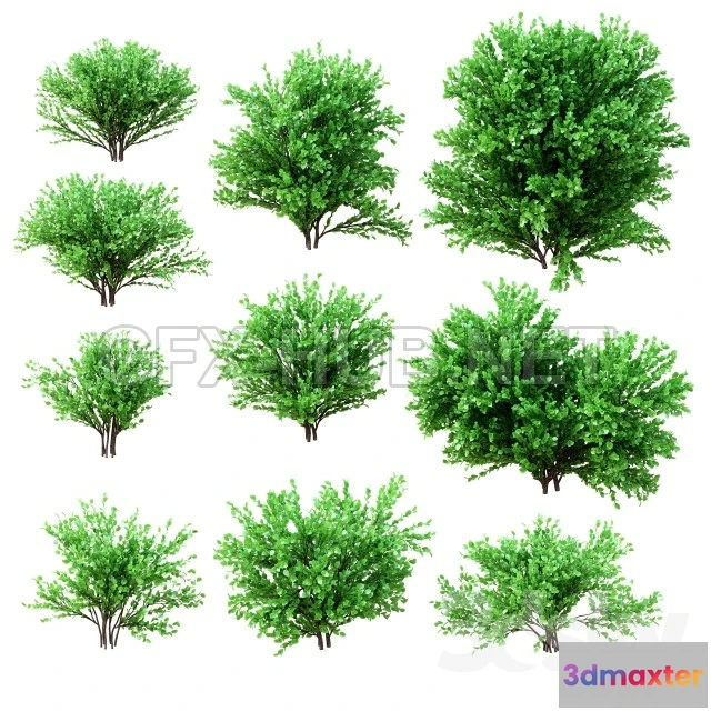 1071350 - A Set of Bushes. 10 Models Collection - 204907