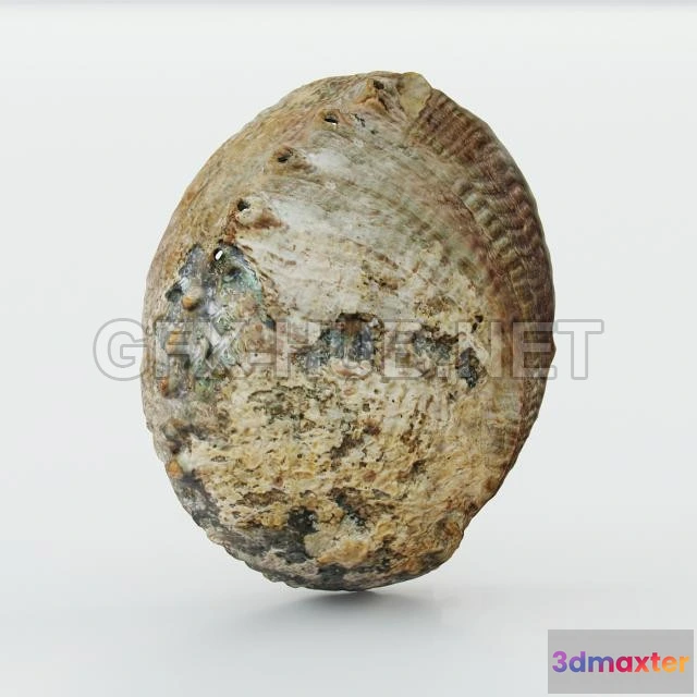 1071618 - Acc_Shell - 205175