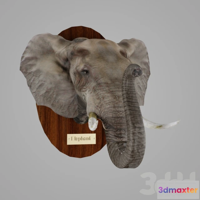 1071786 - African Elephant - 205343
