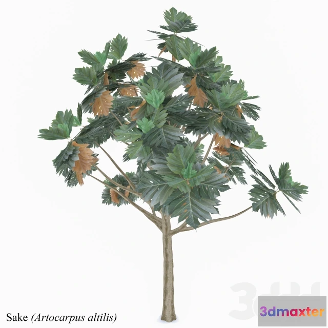 1072974 - Artocarpus altilis - 206531