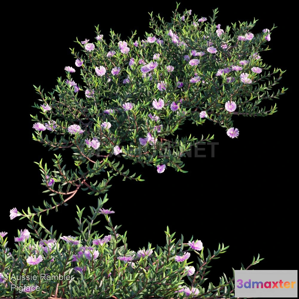 1073144 - Aussie Rambler groundcover (maxfbx) - 206701