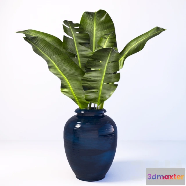 1073484 - banana leaves - 207041
