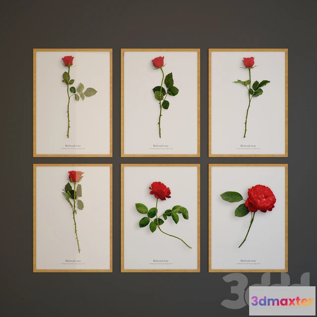 1074436 - Beloved rose - 207993