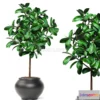 1074644 - Big ficus - 208201
