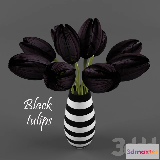 1074768 - Black tulips - 208325