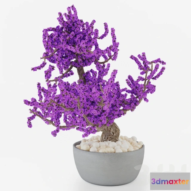 1075100 - Bonsai A - 208657