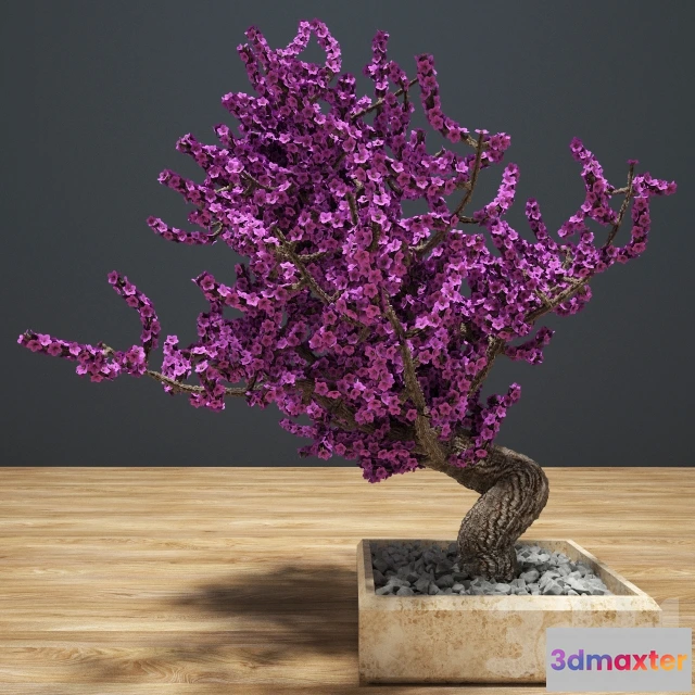 1075106 - Bonsai D - 208663