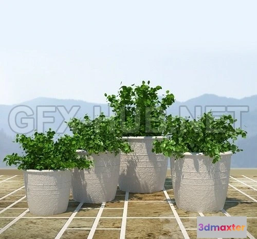 1075548 - Bushes - 209105