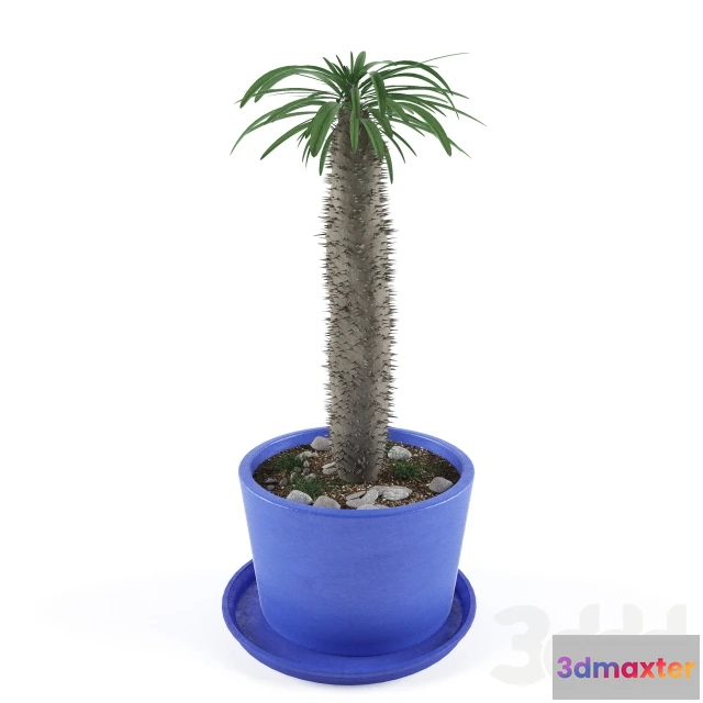 1075620 - Cactus - 209177