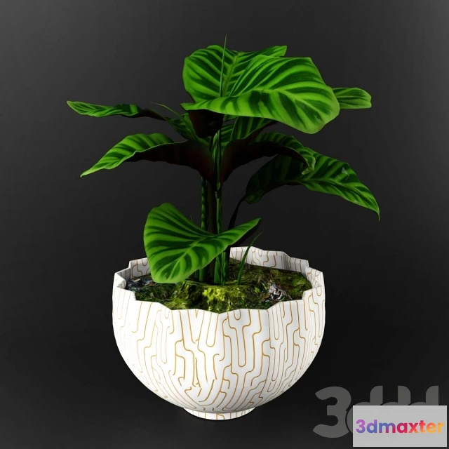 1075654 - Calathea zebrina - 209211