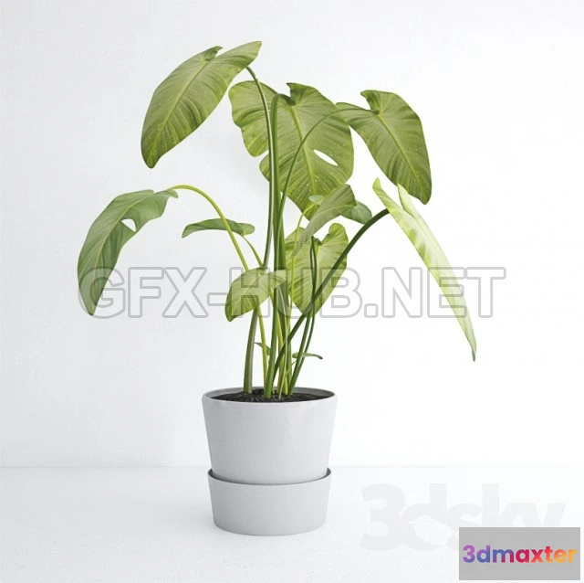 1075668 - Calla leaves in a pot - 209225