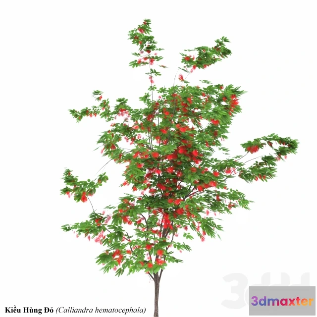 1075674 - Calliandra emarginata - 209231