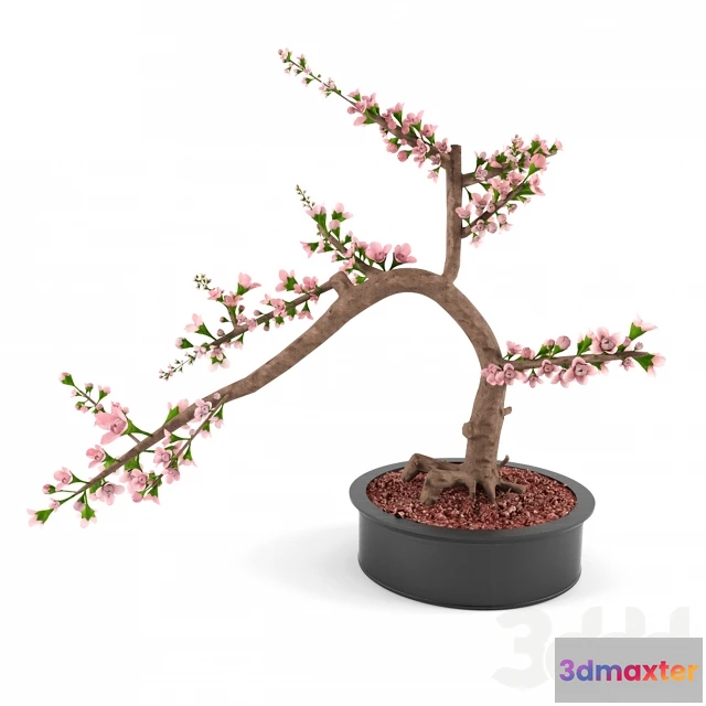 1076740 - Cherry blossom Bonsai - 210297