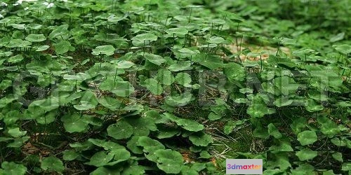 1077350 - Clover Set (Corona) 3d Models - 210907