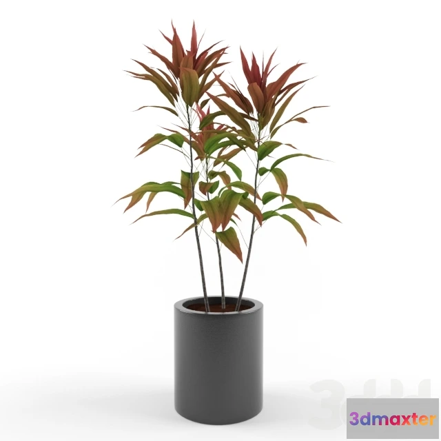 1077806 - Cordyline Fruticosa - 211363