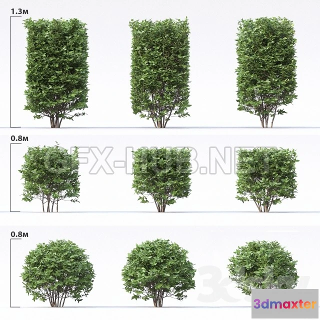 1077886 - Cotoneous shiny Bushes - 211443