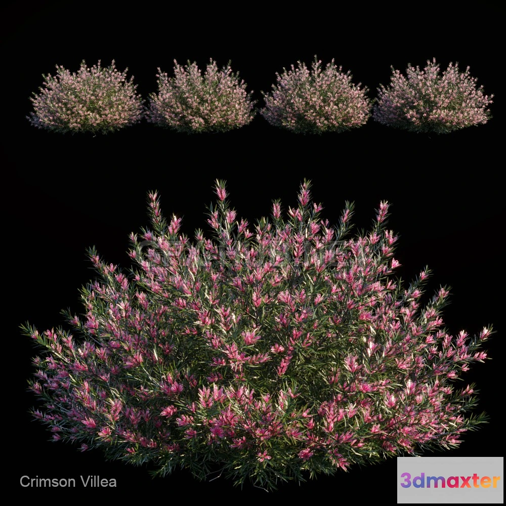 1077948 - Crimson villea (maxfbx) - 211505