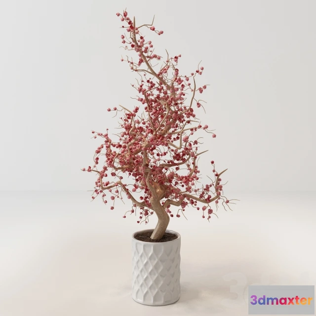 1078528 - Decorative Bushes - 212085