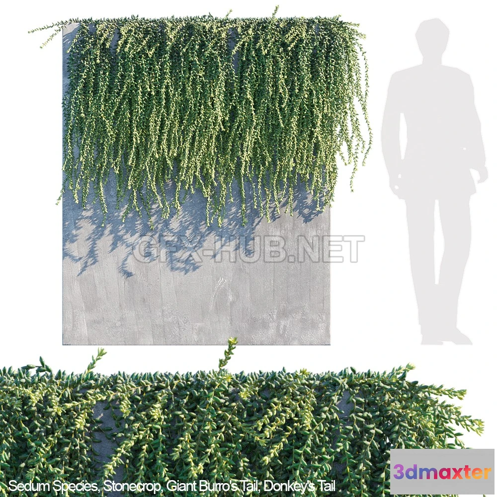 1079336 - Donkey tail Burro tail succulent creeper 3d model - 212893