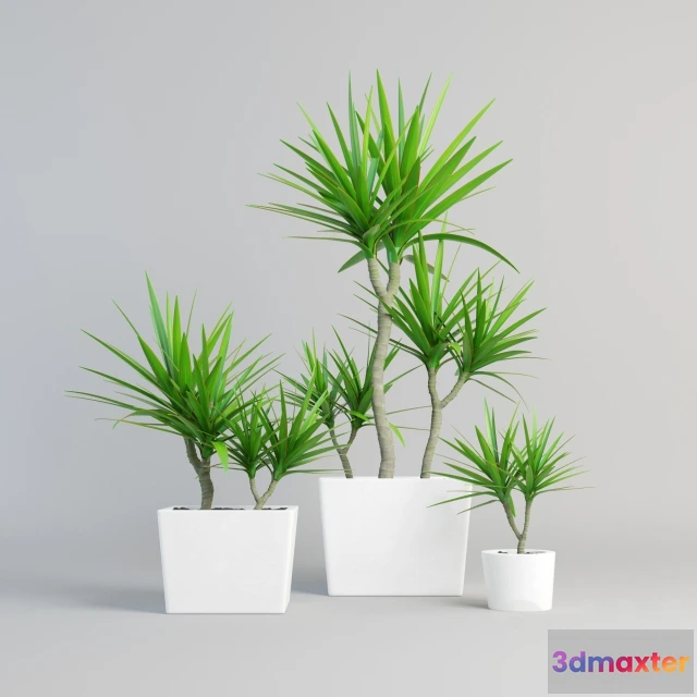 1079488 - dracena marginata - 213045