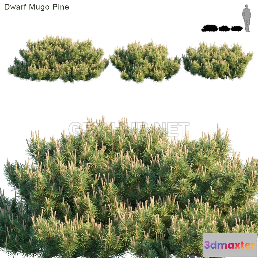 1079670 - Dwarf Mugo Pine Creeping pine (maxfbx) 3d model - 213227