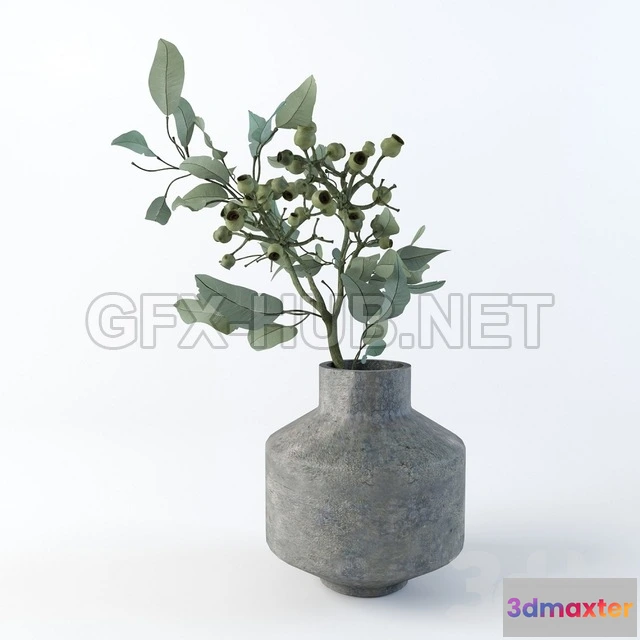 1080350 - Eucalyptus robusta - 213907