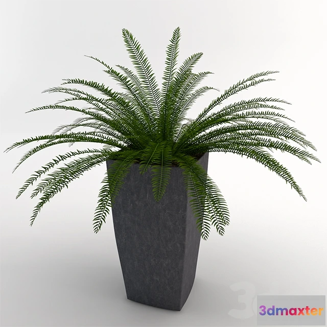 1080672 - Fern - 214229