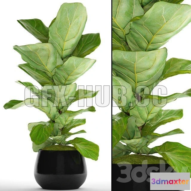 1080706 - Ficus 002 - 214263