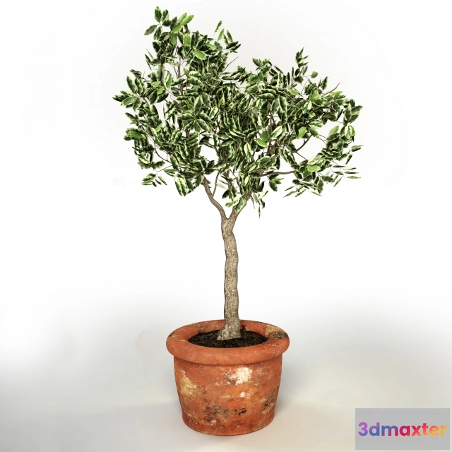 1080710 - Ficus benjamina - 214267