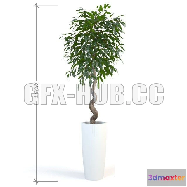 1080712 - Ficus Daniel - 214269