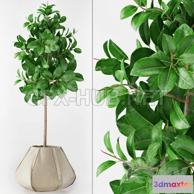 1080714 - Ficus Elastica - 214271