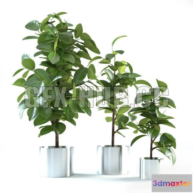 1080716 - Ficus Elastica 4 - 214273