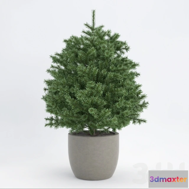 1080870 - Fir - 214427