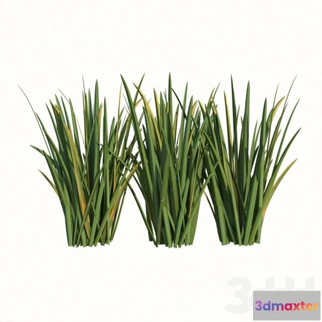 1081302 - Fornios - 214859