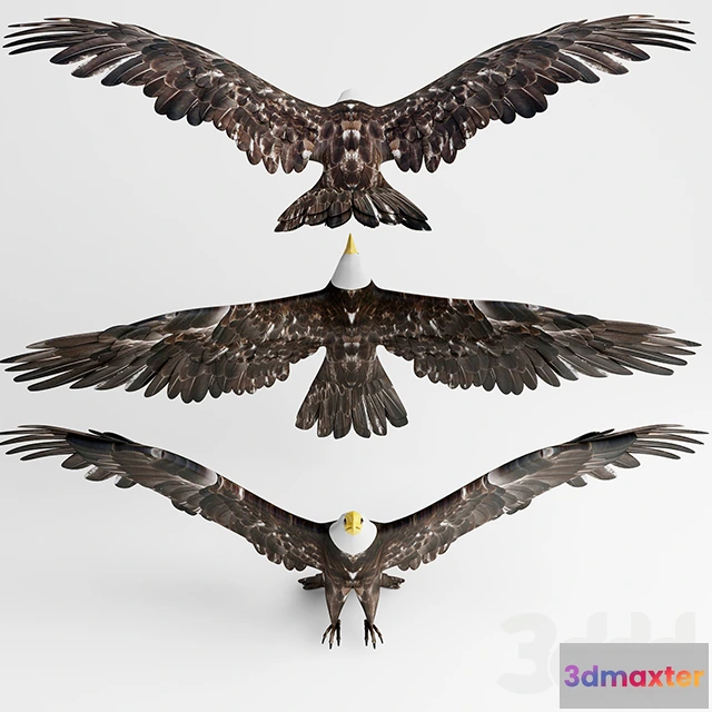 1082624 - Hawk - 216181