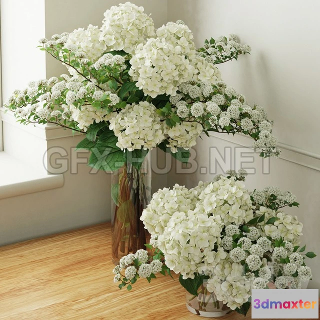 1083108 - Hydrangea 2 - 216665