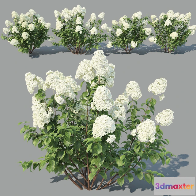 1083112 - Hydrangea Paniculata 4 variations - 216669