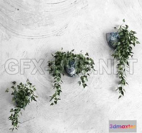 1083808 - Ivy - 217365