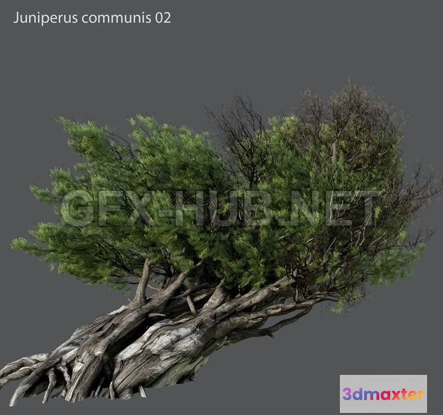 1083990 - Juniper ordinary 02 H 10m - 217547