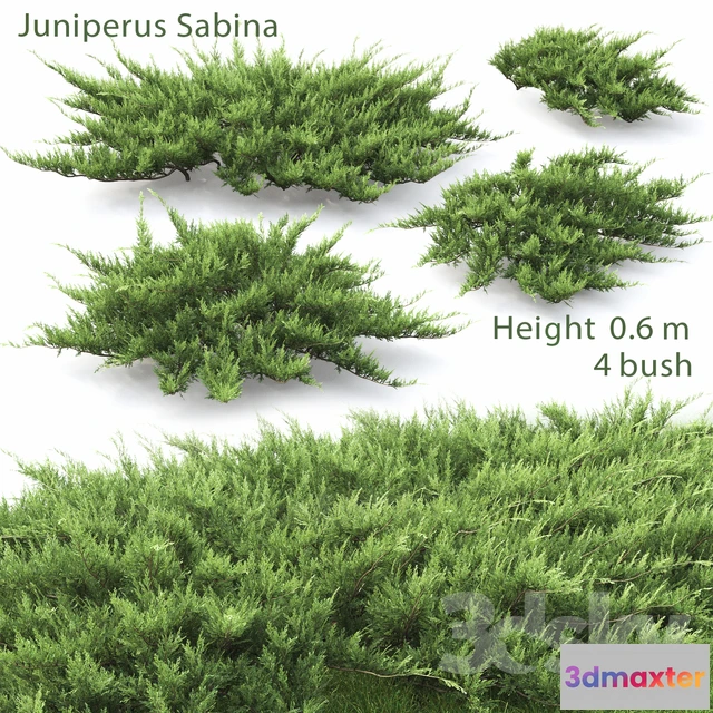 1083992 - Juniperus Cossack # 2 - 217549