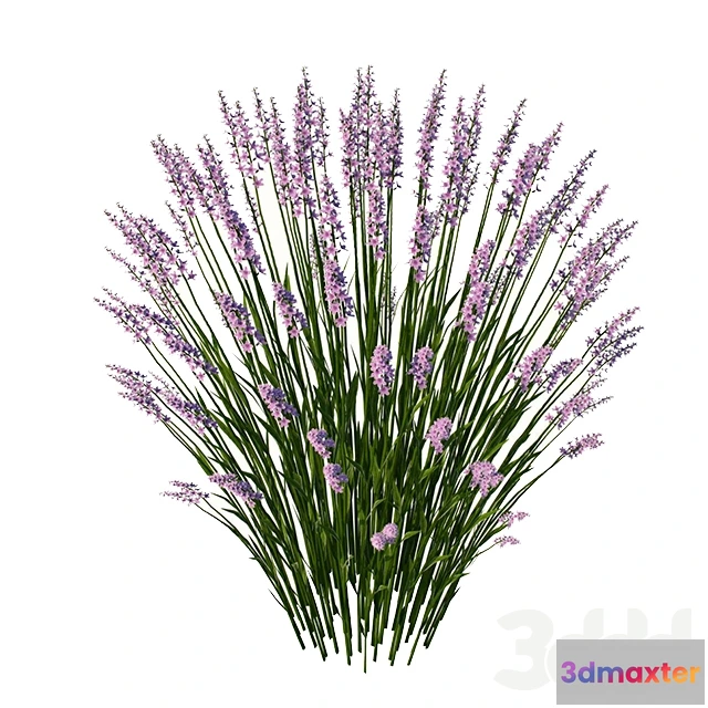 1085096 - lavender - 218653