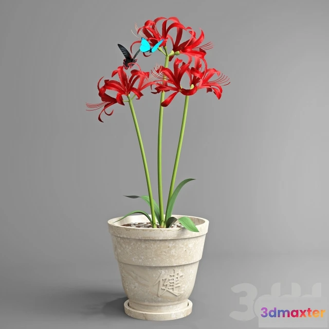 1085922 - Lycoris - 219479