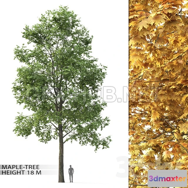 1086110 - Maple No. 3 (18 m) - 219667