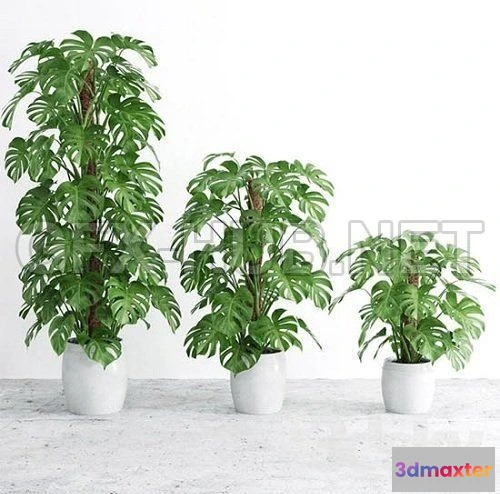 1087238 - Monstera 4 - 220795