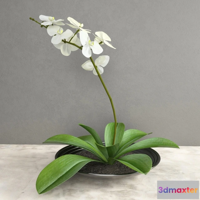 1088286 - Orchid - 221843